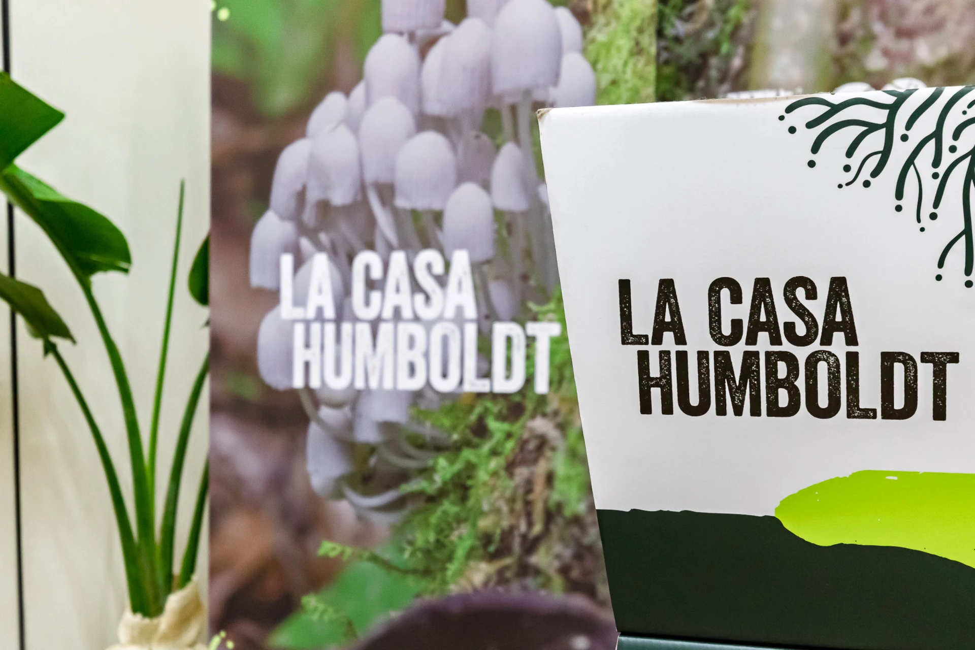 casa humboldt cali